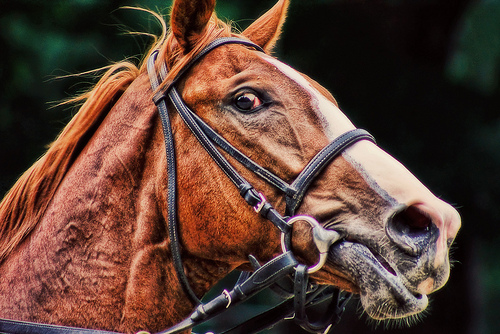Horse Behaviour Blog - Startled Horse