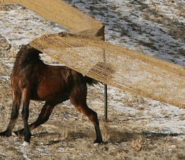 BLM in cooperation the Humane Society of the United States and Catoor Livestock round up wild horses Dec 10, 2008 in the Cedar Mountains in Tooele County. 170 wild horses were caught yesterday and 75 were rounded up today. The BLM will continue until they round up 440. The animals can then be adoptioned Feb 21at the Salt Lake Wild Horse and Burro Center in Herriman.